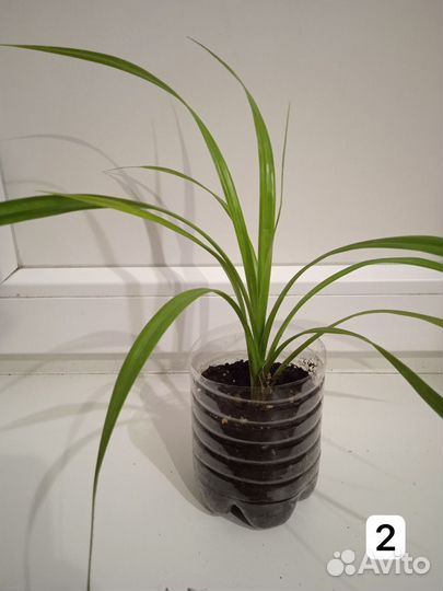 Пальма панданус