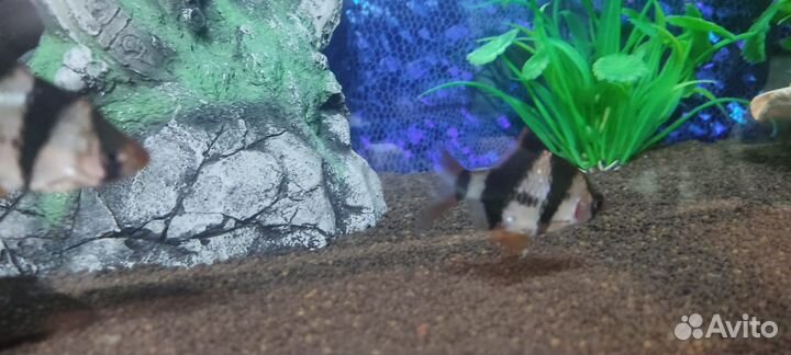 Рыбки барбус суматранский стая 8 штук