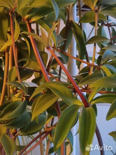 Пеперомия перескиелистная