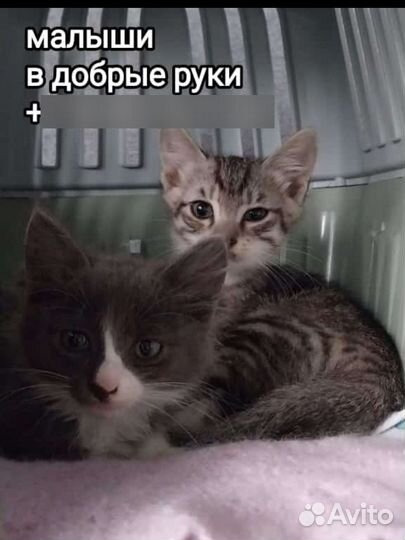 Котята в добрые руки бесплатно