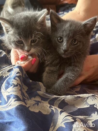 Британские котята