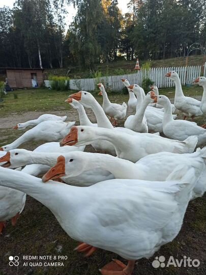 Гуси породы Линда