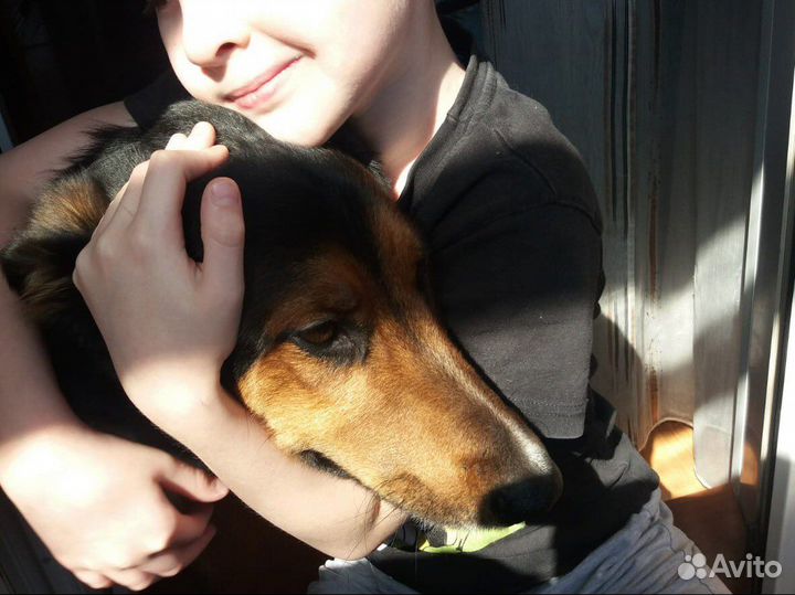 Рекс, метис зенненхунда - собака в добрые руки