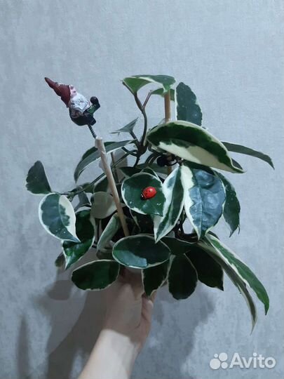 Хойи сортовые срезом