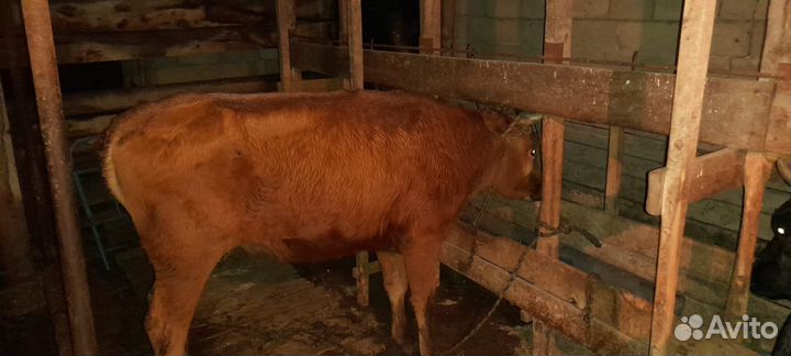 Коровы и телки стельные