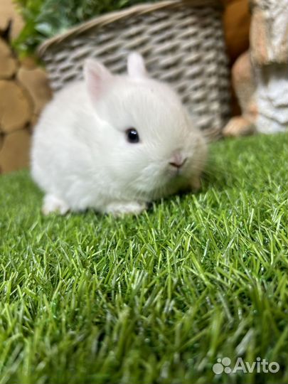 Мини карликовые декоративные привитые кролики
