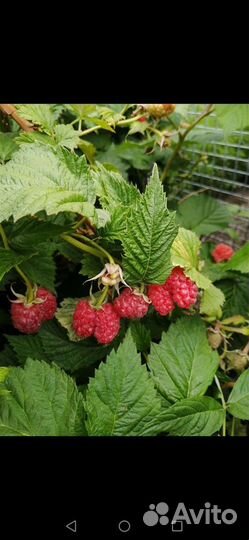 Малина, сорт Атлант, рано созревают, до глубокой о