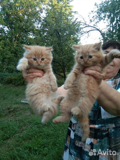 Персидская