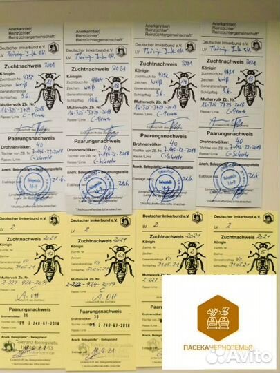 Пчелопакеты 2025