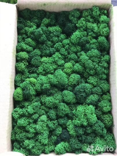 Стабилизированный мох производитель