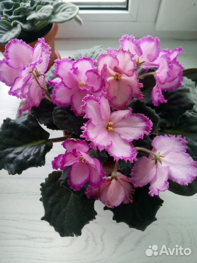 Детки сортовых фиалок -1