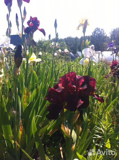 Цветы растения любые на выбор