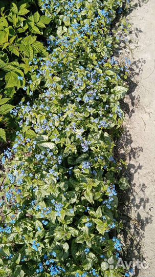 Брунера, бадан, астра многол. малина