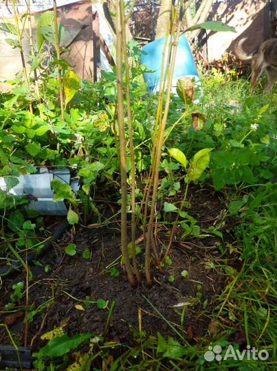 Саженцы вишни 