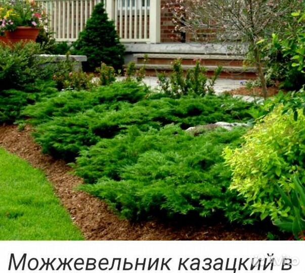 Все многолетники для сада