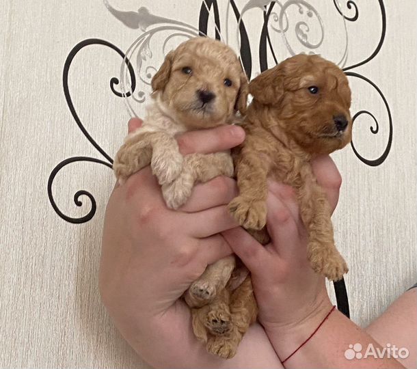 Щенки той пуделя
