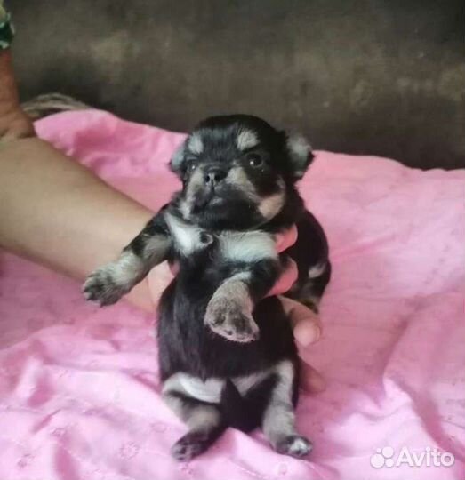 Щенки чихуахуа