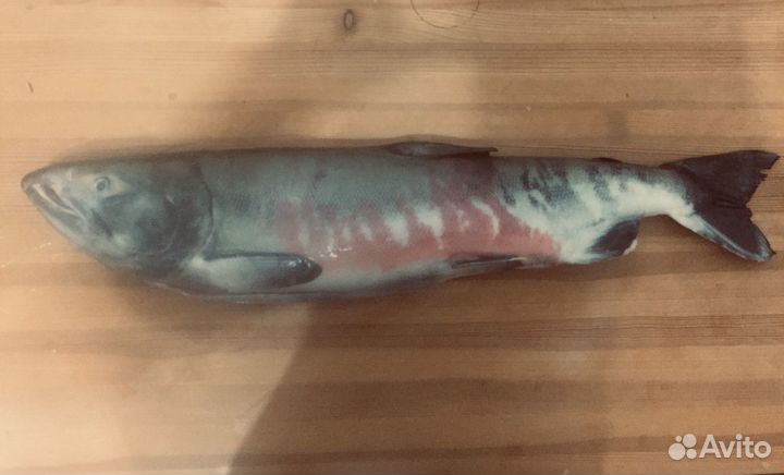 Кета 2022г., Дикая рыба
