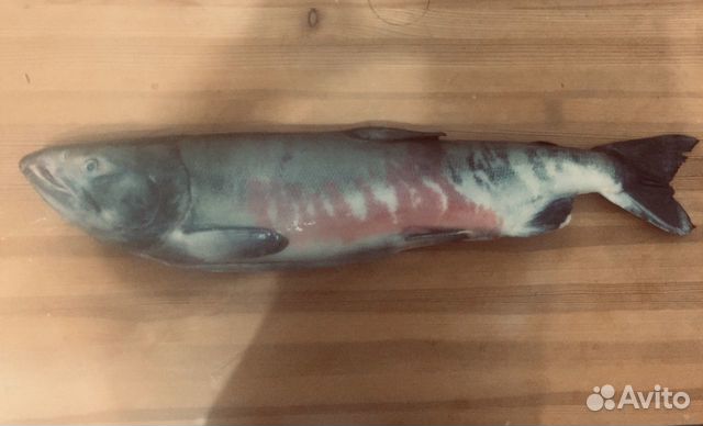 Кета 2022г., Дикая рыба