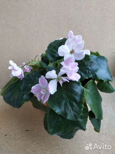 Фиалка нежно-розовая