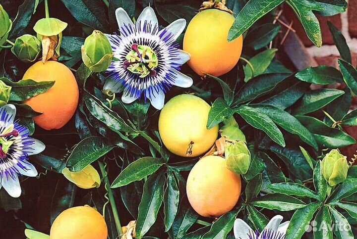 Пасифлора уличная