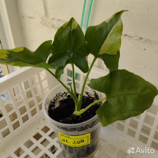 Сингониумы сортовые