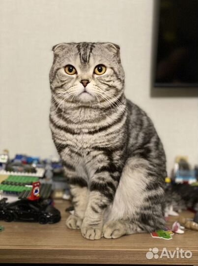 Шотландский полосатый вислоухий кот