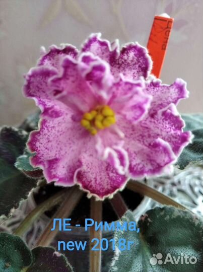 Детки фиалок