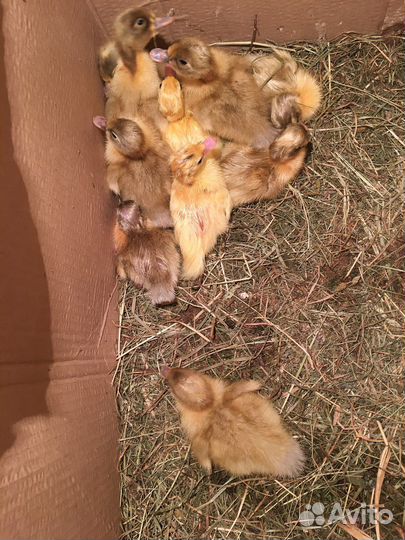 Гусята,индюшата,цыплята