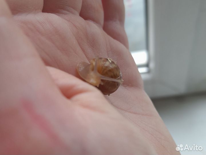 Улитка Ахатин