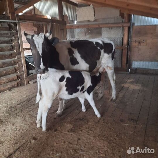 Корова с теленком можно раздельно