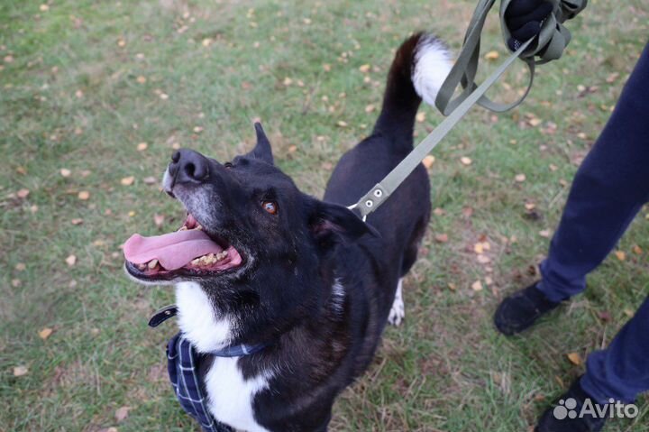 Филя мечтает о своём человеке