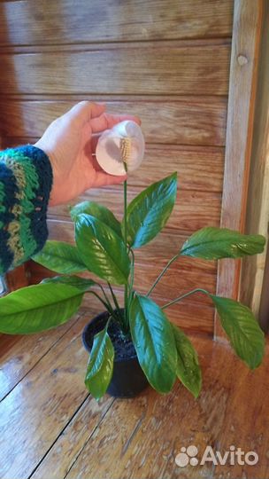 Спатифиллум