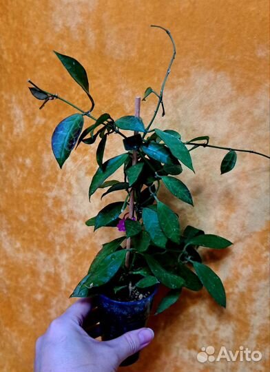 Хойя взрослая