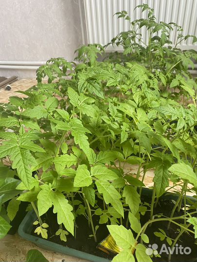 Продам рассаду помидор