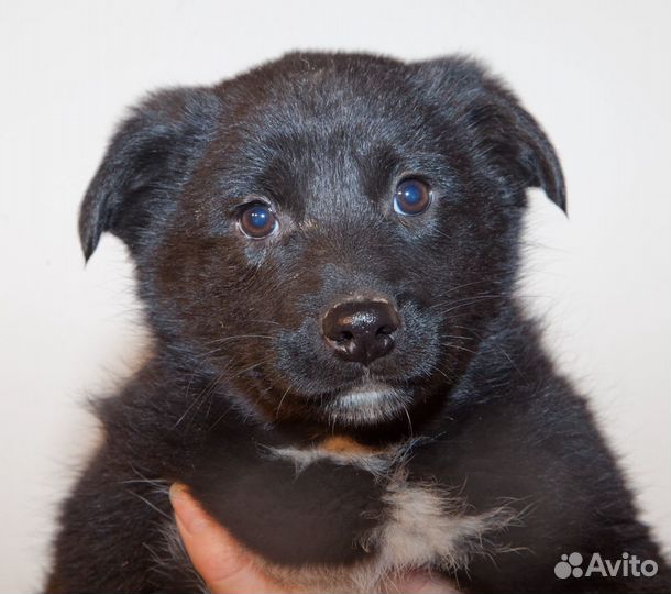 Щенки метисы