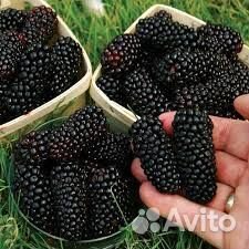 Ежевика Натчез, Блэк Джем, Небеса, Карака Блэк