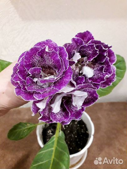 Детки Глоксиний