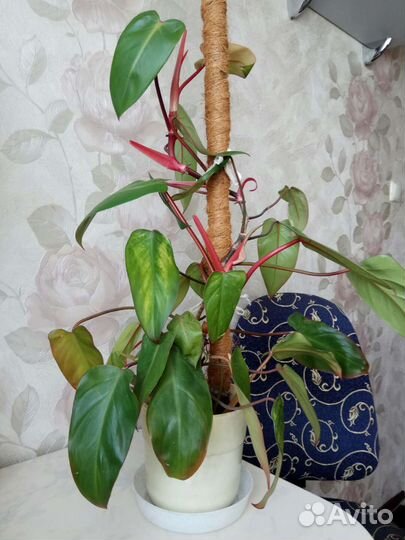 Филодендрон краснеющий