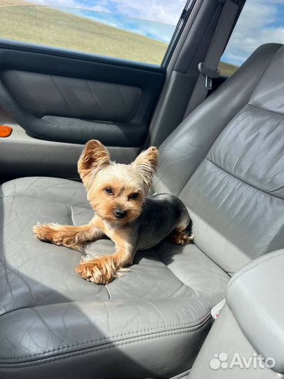 Вязка кобель