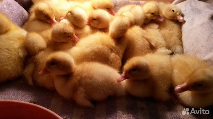 Цыплята Коб 500 (чехия), утята