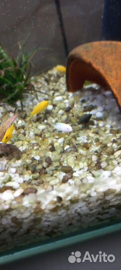 Цихлиды оз. Малави