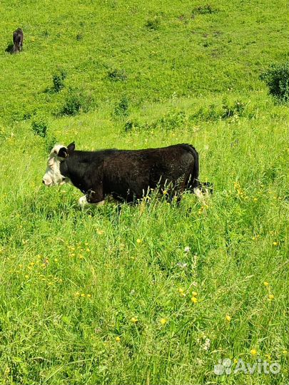 Продажа крс