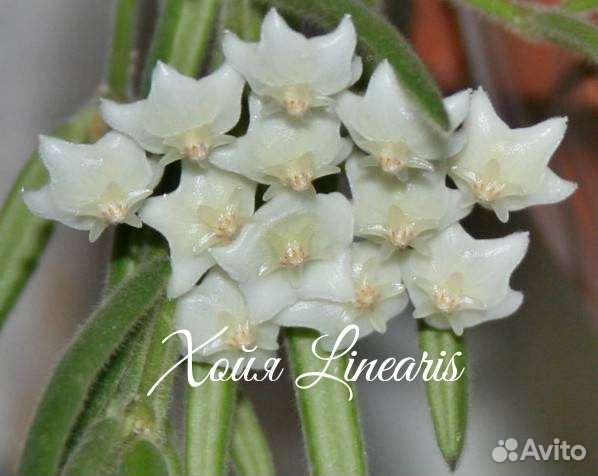 Хойя алдричи, хеускелиана, карноза, мультифлора др