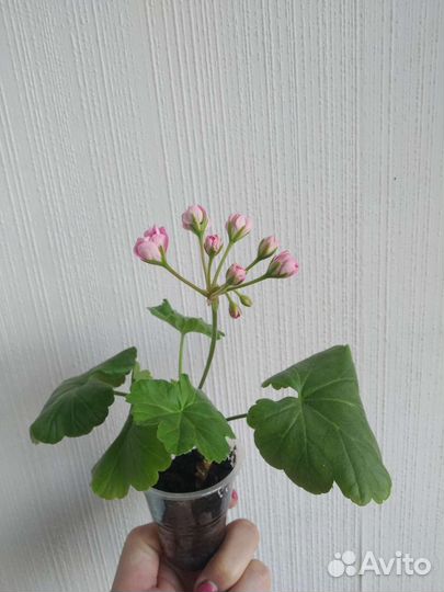 Пеларгония герань