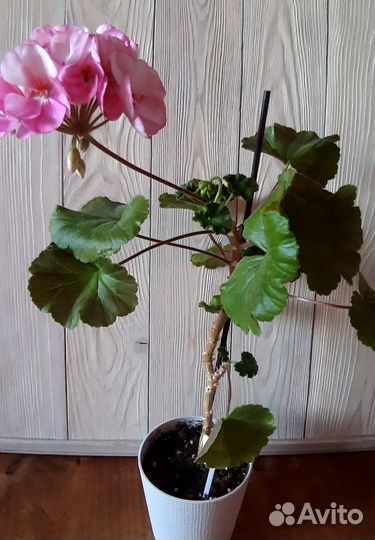 Пеларгония Sur pink batik
