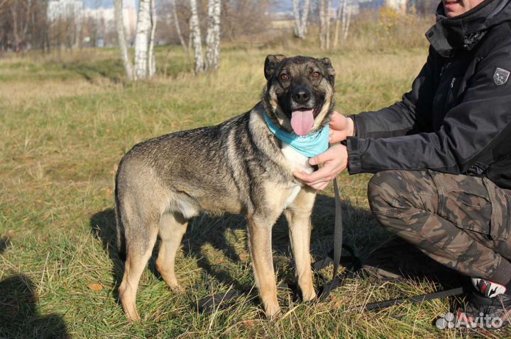 Щенок хочет домой