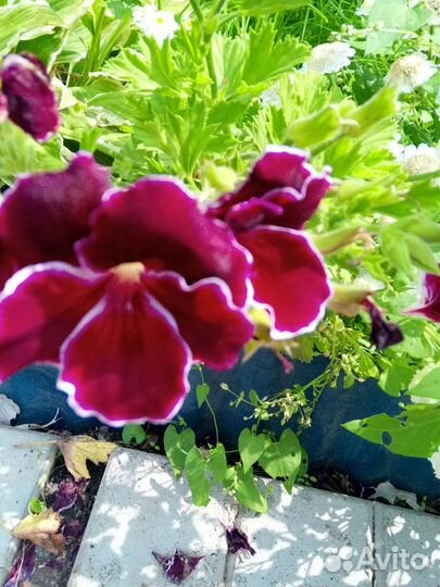 Королевская пеларгония