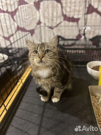 Котик Амурчик