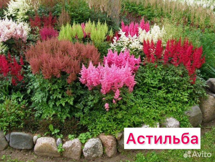 Астильба